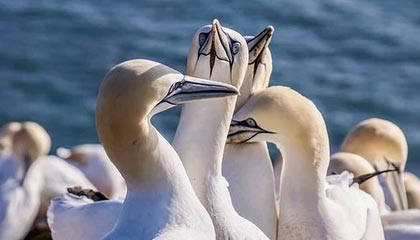 kaiyun体育-“领跑榜首的宿命较量，铁血战士谁能笑到最后？”，铁血战士领袖