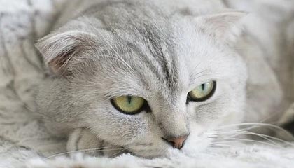 开云注册网址-李明全面爆发！攻防两端都做出巨大贡献！，李明筒历